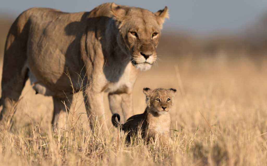 a lion cub standing in front of its mother