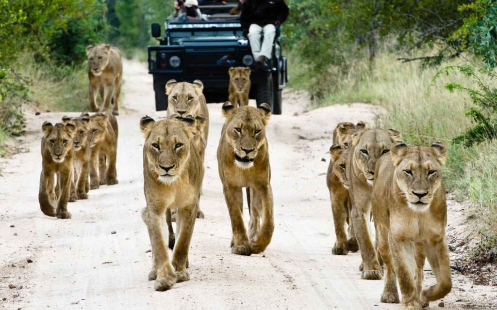 lions on the road in front of a safari vehicle