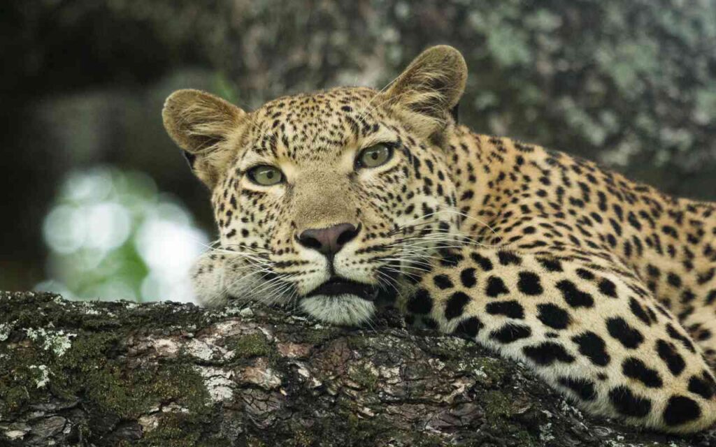 a close up of a leopard lounging on a tree