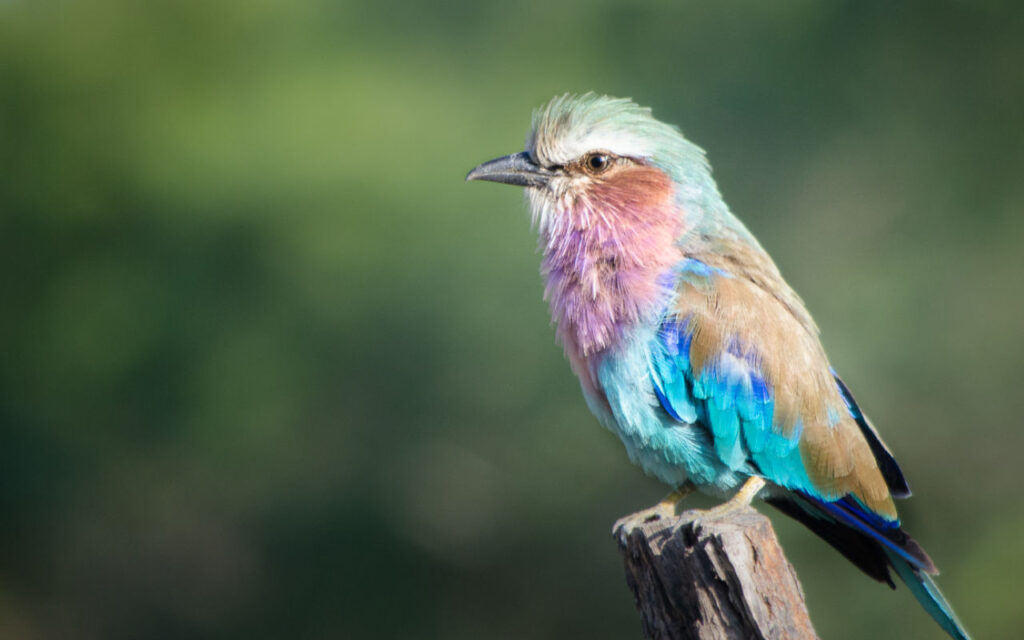 A multi-coloured bird sits on a wooden post.