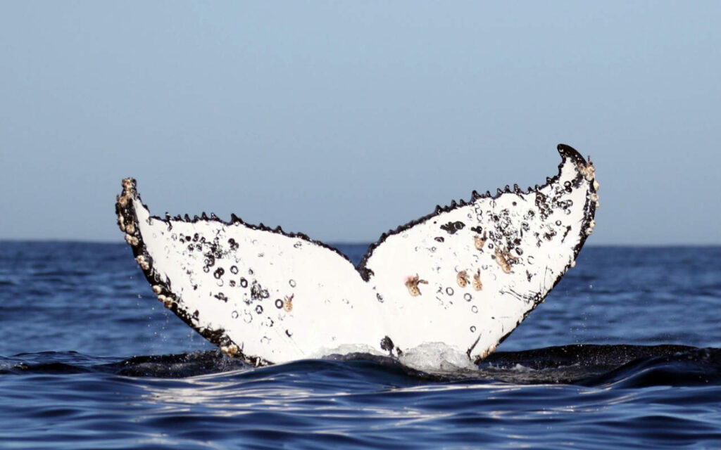 A humpback whale's tail covered in barnacles rising from the blue water of the sea.