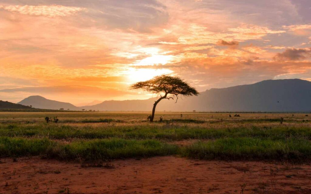 Sunrise over a tree in the middle of a dry landscape in Kenya.