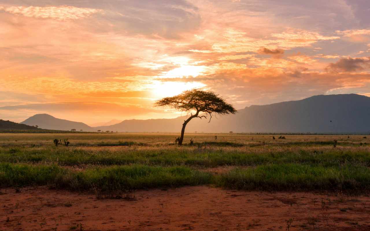 Sunrise over a tree in the middle of a dry landscape in Kenya.