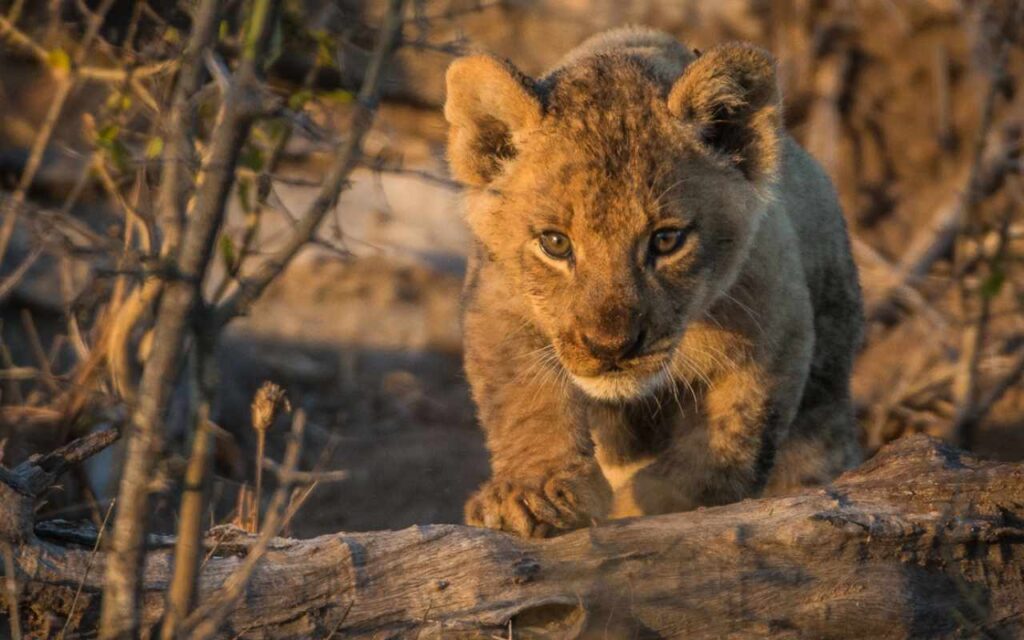 Lion cub in South Africa.