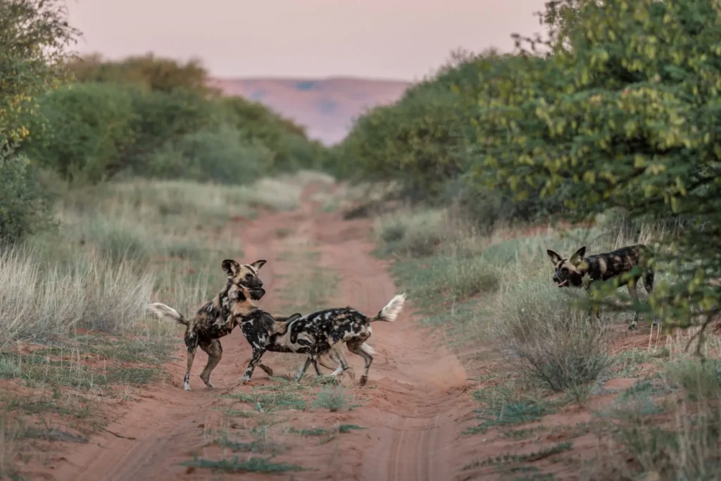 Wild Dogs Playing