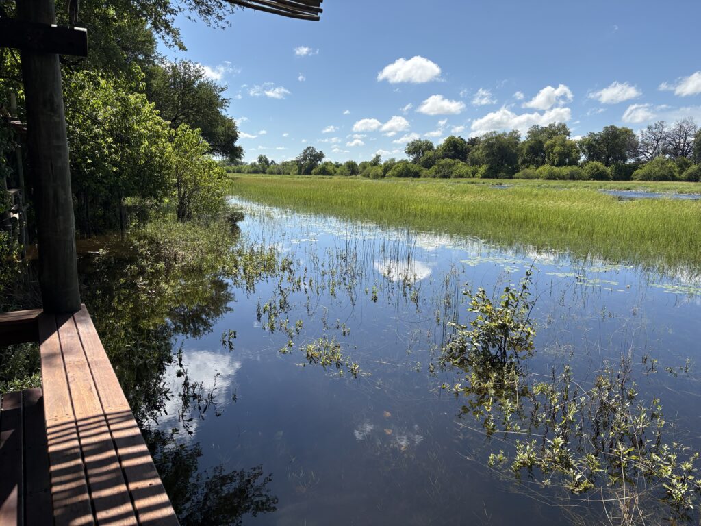 Looking out over some water, with vegetation and trees on the horizon.